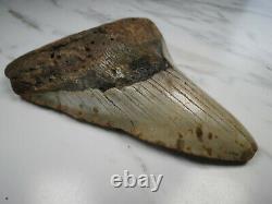 Shark Tooth, Megalodon Shark Tooth Fossil, 5.03, No repair
