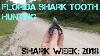 Shark Week 2018 Florida Shark Tooth Hunting Finding Megalodon Parotodus Benedini Fossil Shells