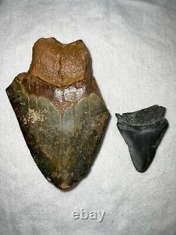 Shark teeth megalodon tooth fossil