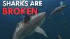 Sharks Are Broken Why Sharks Are Nature S Favorite Animals