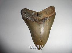 Sharp Megalodon Shark Tooth Fossil from South Carolina! REAL SHARK TOOTH