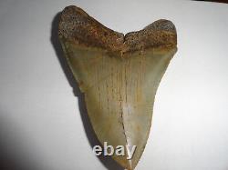 Sharp Megalodon Shark Tooth Fossil from South Carolina! REAL SHARK TOOTH