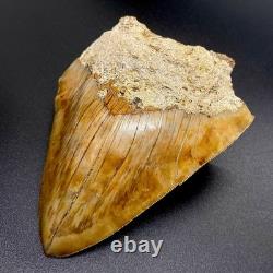 Sharply Serrated 4.82 Fossil Indonesian Megalodon Shark Tooth