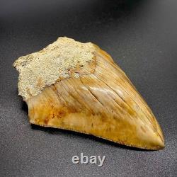 Sharply Serrated 4.82 Fossil Indonesian Megalodon Shark Tooth