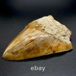 Sharply Serrated 4.82 Fossil Indonesian Megalodon Shark Tooth