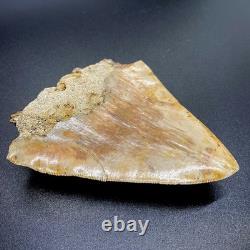 Sharply Serrated 4.82 Fossil Indonesian Megalodon Shark Tooth