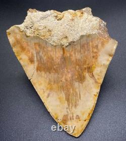 Sharply Serrated 4.82 Fossil Indonesian Megalodon Shark Tooth