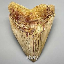Sharply Serrated 5.87 Fossil MEGALODON Tooth Great Colors, Razor-Sharp