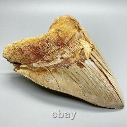 Sharply Serrated 5.87 Fossil MEGALODON Tooth Great Colors, Razor-Sharp
