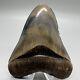 Sharply Serrated, Blue And Cream Colors 4.02 Fossil Megalodon Shark Tooth Usa
