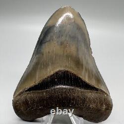 Sharply Serrated, Blue and Cream colors 4.02 Fossil MEGALODON Shark Tooth USA