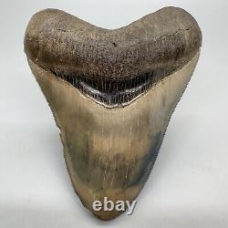 Sharply Serrated, Blue and Cream colors 4.02 Fossil MEGALODON Shark Tooth USA