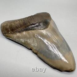 Sharply Serrated, Blue and Cream colors 4.02 Fossil MEGALODON Shark Tooth USA