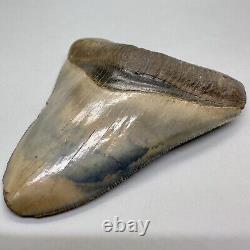 Sharply Serrated, Blue and Cream colors 4.02 Fossil MEGALODON Shark Tooth USA