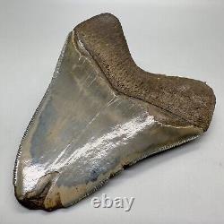 Sharply Serrated, Blue and Cream colors 4.02 Fossil MEGALODON Shark Tooth USA