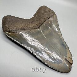 Sharply Serrated, Blue and Cream colors 4.02 Fossil MEGALODON Shark Tooth USA