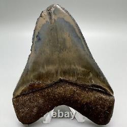 Sharply Serrated, Blue and Cream colors 4.02 Fossil MEGALODON Shark Tooth USA