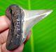 Sharply Serrated Chubutensis Shark Tooth 2.13 Meg Fossil No Repair