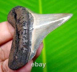 Sharply Serrated Chubutensis Shark Tooth 2.13 Meg Fossil No Repair