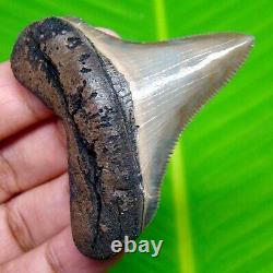 Sharply Serrated Chubutensis Shark Tooth 2.13 Meg Fossil No Repair