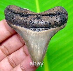 Sharply Serrated Chubutensis Shark Tooth 2.13 Meg Fossil No Repair