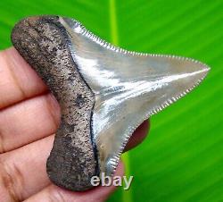 Sharply Serrated Chubutensis Shark Tooth 2.13 Meg Fossil No Repair