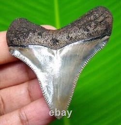 Sharply Serrated Chubutensis Shark Tooth 2.13 Meg Fossil No Repair