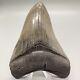 Sharply Serrated High Quality 4.16 Fossil Megalodon Shark Tooth Usa