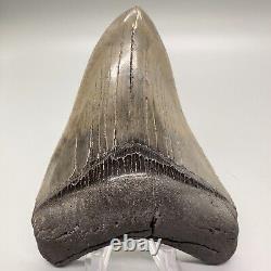 Sharply Serrated High Quality 4.16 Fossil MEGALODON Shark Tooth USA