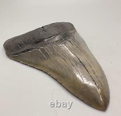 Sharply Serrated High Quality 4.16 Fossil MEGALODON Shark Tooth USA