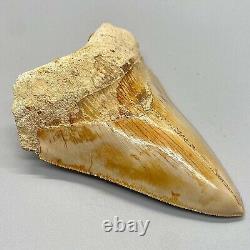 Sharply Serrated, beautiful 4.64 Fossil INDONESIAN MEGALODON Shark Tooth