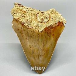 Sharply Serrated, beautiful 4.64 Fossil INDONESIAN MEGALODON Shark Tooth