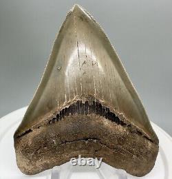 Sharply serrated BEAUTIFUL COLORS 3.45 Fossil MEGALODON Shark Tooth USA