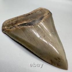Sharply serrated BEAUTIFUL COLORS 3.45 Fossil MEGALODON Shark Tooth USA