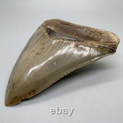 Sharply serrated BEAUTIFUL COLORS 3.45 Fossil MEGALODON Shark Tooth USA