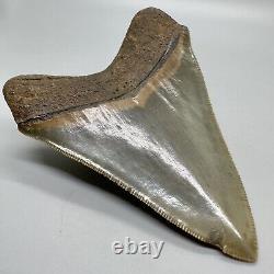 Sharply serrated BEAUTIFUL COLORS 3.45 Fossil MEGALODON Shark Tooth USA
