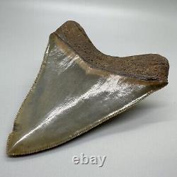 Sharply serrated BEAUTIFUL COLORS 3.45 Fossil MEGALODON Shark Tooth USA