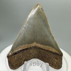 Sharply serrated BEAUTIFUL COLORS 3.45 Fossil MEGALODON Shark Tooth USA