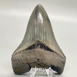 Sharply serrated Colorful 3.95 Fossil MEGALODON Shark Tooth USA