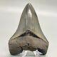 Sharply Serrated Colorful 3.95 Fossil Megalodon Shark Tooth Usa