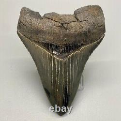 Sharply serrated Colorful 3.95 Fossil MEGALODON Shark Tooth USA