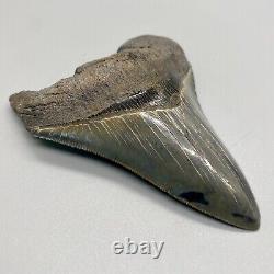 Sharply serrated Colorful 3.95 Fossil MEGALODON Shark Tooth USA