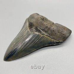 Sharply serrated Colorful 3.95 Fossil MEGALODON Shark Tooth USA
