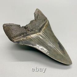 Sharply serrated Colorful 3.95 Fossil MEGALODON Shark Tooth USA