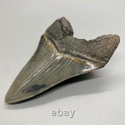 Sharply serrated Colorful 3.95 Fossil MEGALODON Shark Tooth USA