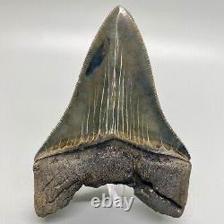 Sharply serrated Colorful 3.95 Fossil MEGALODON Shark Tooth USA