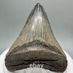 Sharply serrated, blue and cream 3.82 Fossil MEGALODON Shark Tooth USA