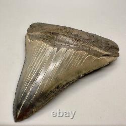 Sharply serrated, blue and cream 3.82 Fossil MEGALODON Shark Tooth USA