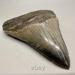 Sharply serrated, blue and cream 3.82 Fossil MEGALODON Shark Tooth USA
