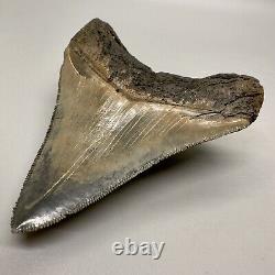 Sharply serrated, blue and cream 3.82 Fossil MEGALODON Shark Tooth USA